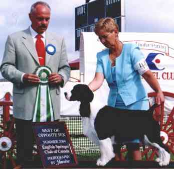 English Springer spaniel photo:  MBIS BISS A/C Ch Karmadi's Madam President