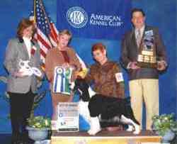 English Springer spaniel photo:  MBIS BISS A/C Ch Karmadi's Madam President