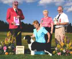 English Springer spaniel photo:  MBIS BISS A/C Ch Karmadi's Madam President