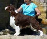 English Springer Spaniel: Ch Foxboro N Karmadi Makin Our Mark CD