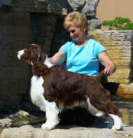 English Springer Spaniel: 'Marker'