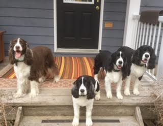 McFarlane Karmadi springers