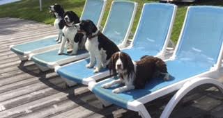 McFarlane Karmadi sprringers