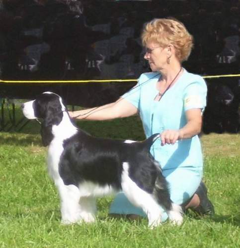 English Springer Spaniel image: Karmadi's Moments 'Monique'