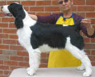 English Springer Spaniel image: Karmadi's Moments 'Monique'