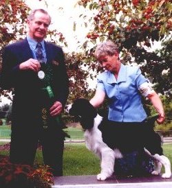 English Springer Spaniel photo:  A/C Ch Karmadi's Ms Bee Haven
