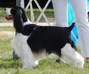 English Springer Spaniel image:  A/Ch Pembroke La Vida Loca