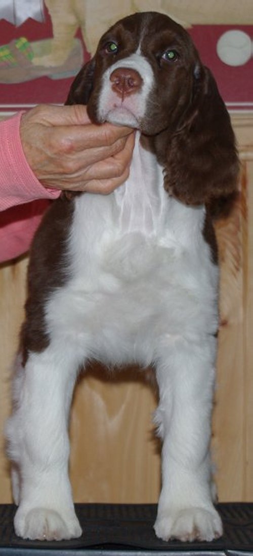 English Springer Spaniel image: Promise'