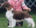 English Springer Spaniel image: Promise