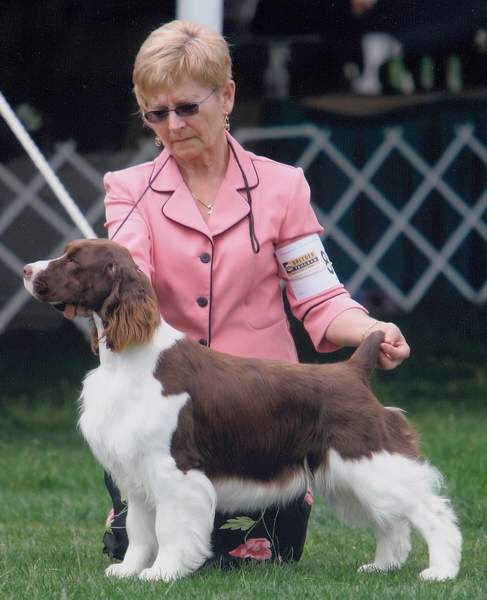 English Springer Spaniel image: Ch Karmadi And Foxboro I.O.U.