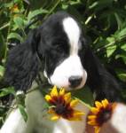 English Springer Spaniel puppy photo:  Reba