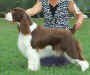 English Springer Spaniel image:  Remington
