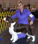 English Springer Spaniel image: 'Remington'