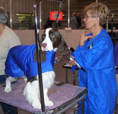 English Springer Spaniel image: Karmadi's Butterly Kisses 'Remington'