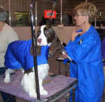 English Springer Spaniel image: 'Remington'