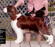 English Springer Spaniel image: Karmadi's Butterfly Kisses  