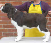 English Springer Spaniel image: Karmadi's Better Bee Goode 'Ruthi'