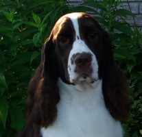 English Springer Spaniel image of Karmadi's Better Bee Goode