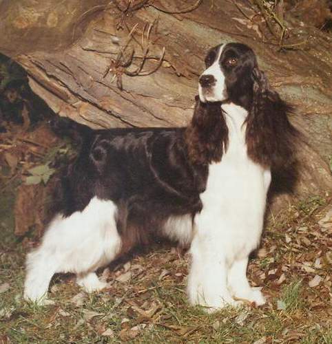 A/C Ch Tiffany's Moonlite Esspecial