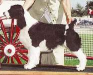 English Springer Spaniel photo: Ch Karmadi's Beeline To Barcath