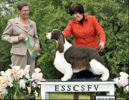 English Springer Spaniel photo:  Ch Vistah's Cool Water