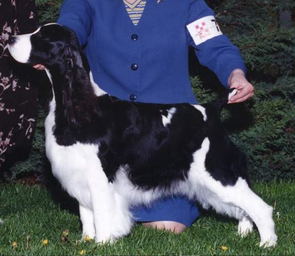 English Springer Spaniel image: Ch Wil-Orion's Top Echelon 'Bobbie'