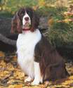 English Springer Spaniel image:  Zoey