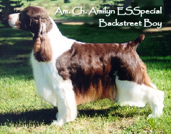 Ch Amilyn Esspecial Backstreet Boy