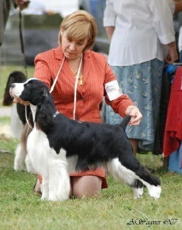 English Springer Spaniel image: Foxboro Enlightenment 'Cole'