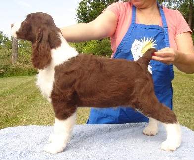 Englsih Springer Spaniel puppy image: Foxboro Shutterfly 'Teegan'