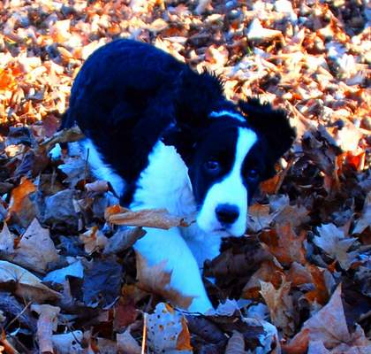 Photo of English Springer Spaniel puppy:  Garth playing in the leaves.