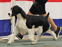 English Springer Spaniel Karmadi's Savannah at a dog show