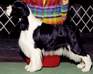 English Springer Spaniel image:  Ch Vistah's Spellbound-English Springer Spaniel photo